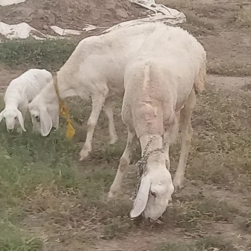 5 sheep's for sale in TALAGANG — photo 4