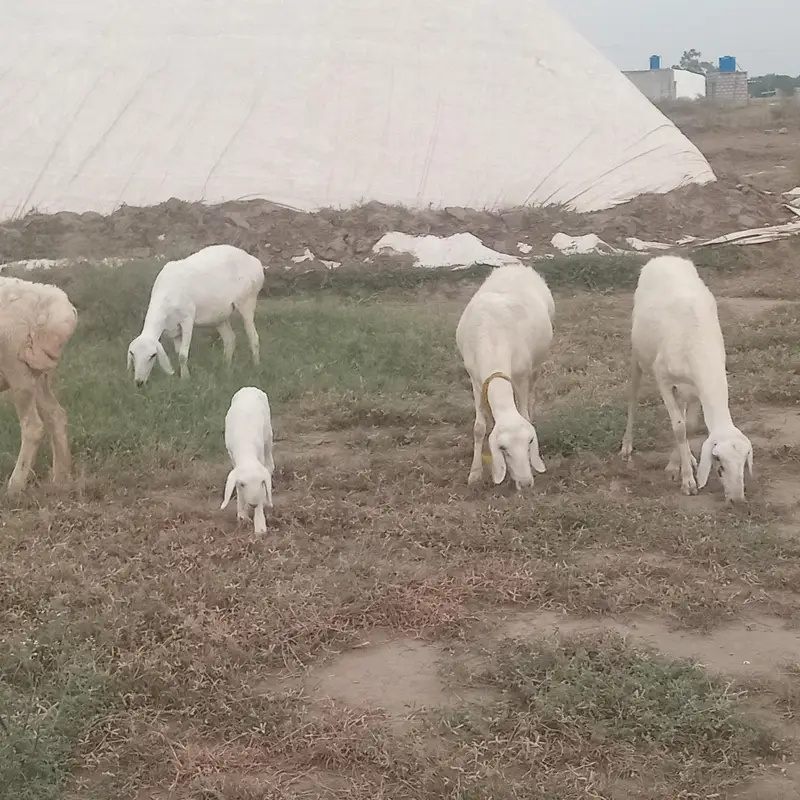 5 sheep's for sale in TALAGANG — photo 5