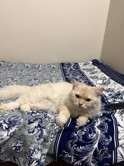 Persian cat