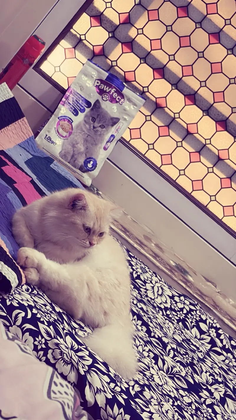 Persian cat — photo 2