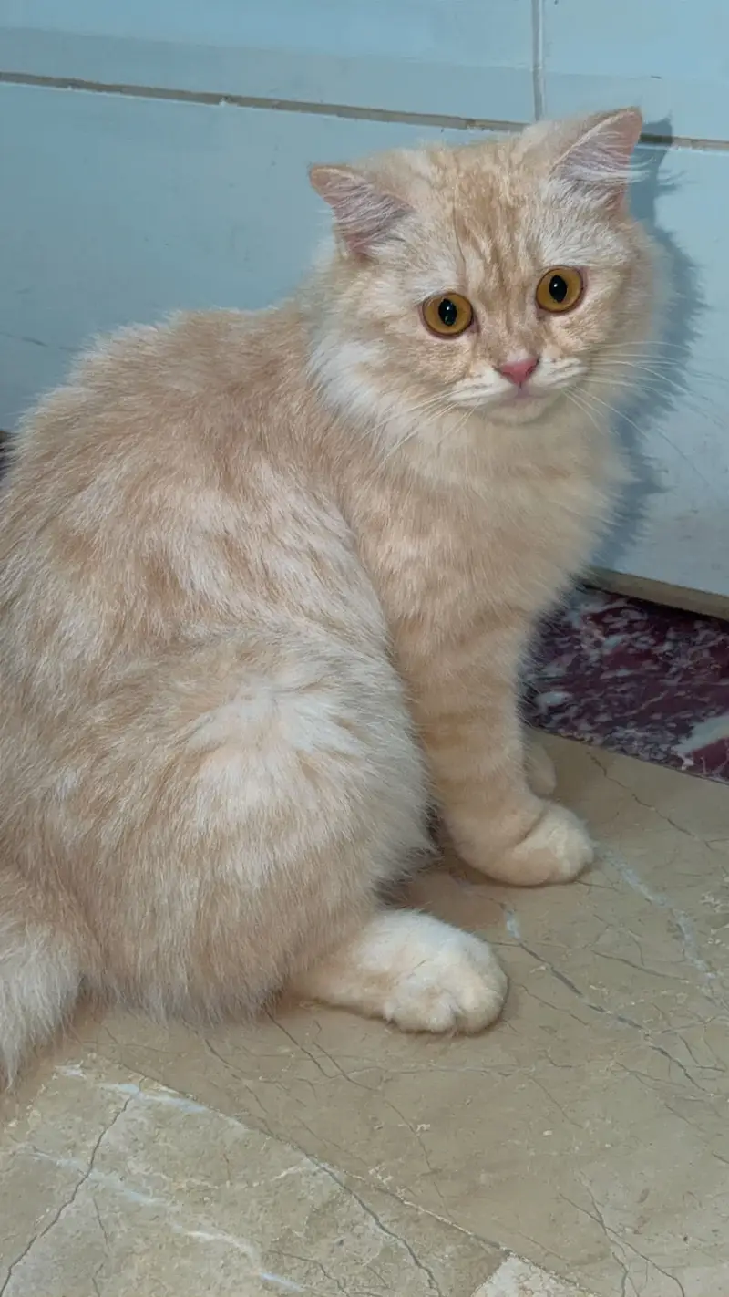 Persian cat — photo 3
