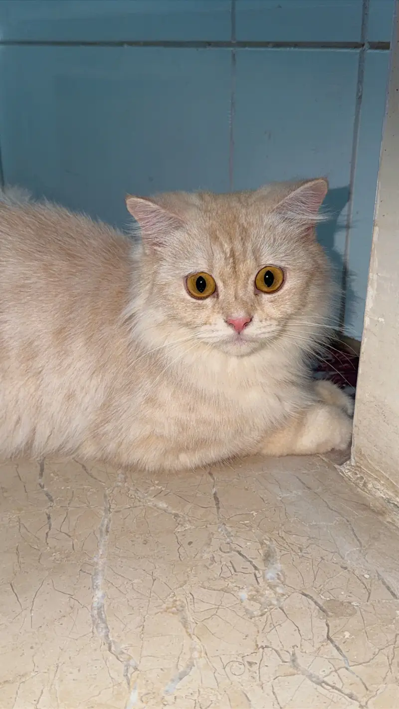 Persian cat — photo 4