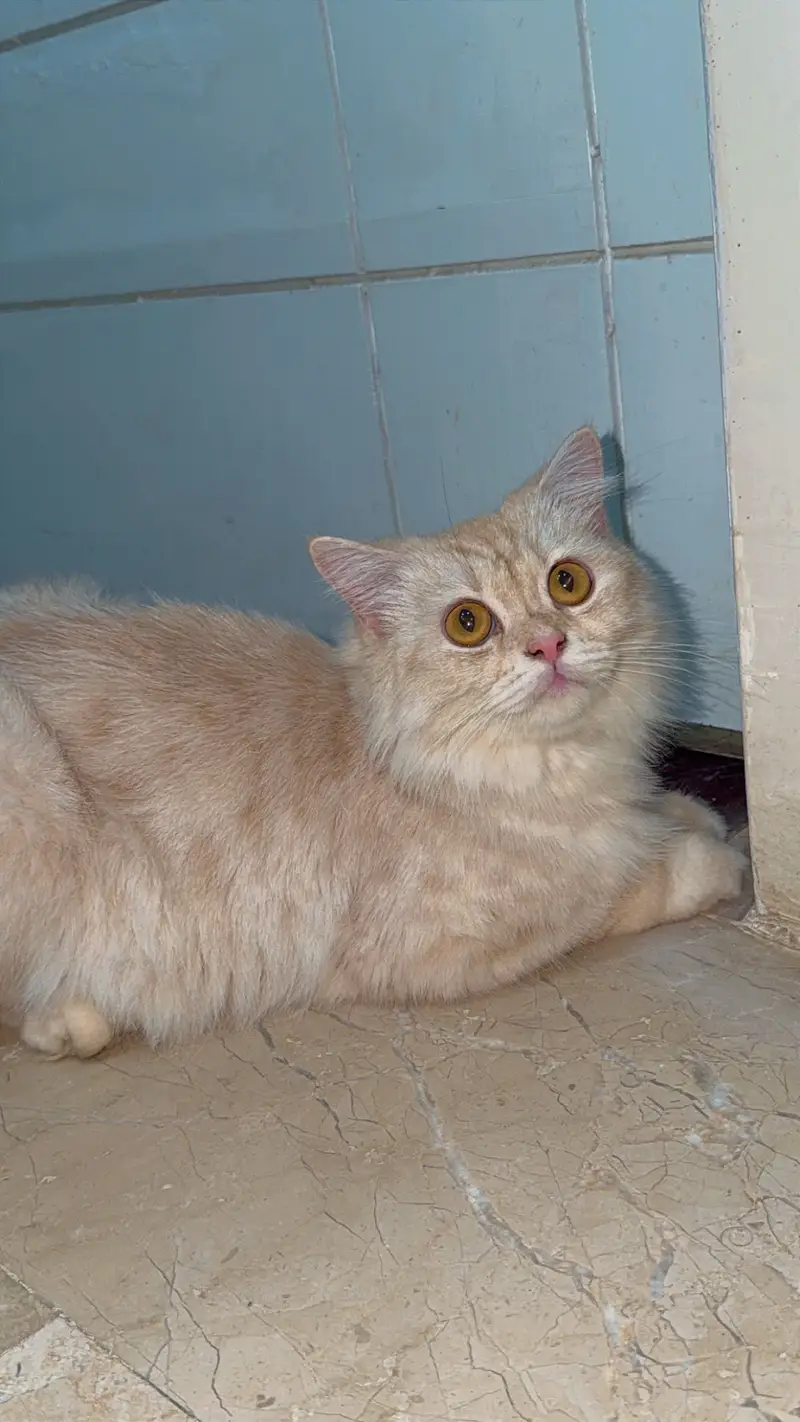 Persian cat — photo 5
