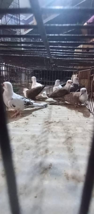 dove and mutation Finch