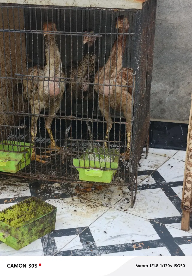 2 female hn 1 male ducks b hn mere pas male or female — photo 2