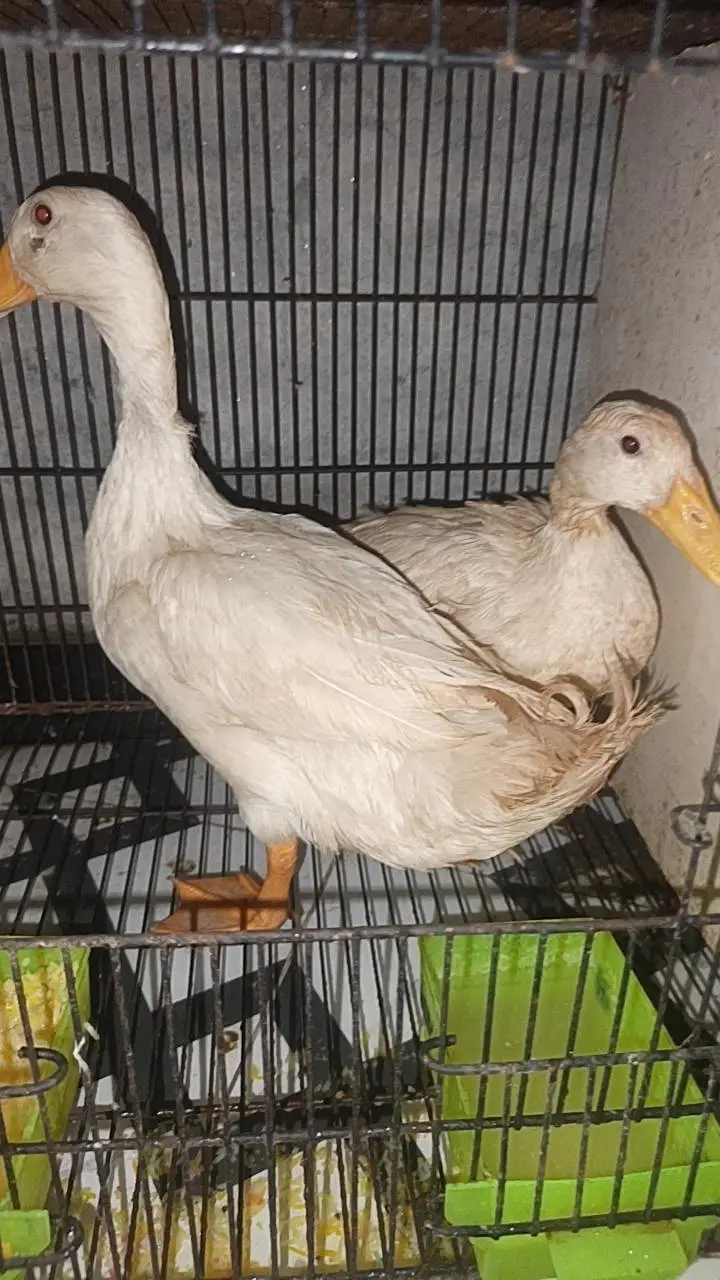 2 female hn 1 male ducks b hn mere pas male or female — photo 3