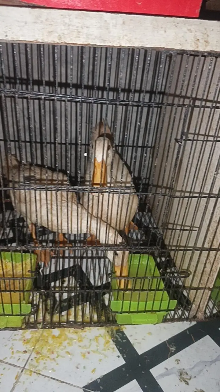 2 female hn 1 male ducks b hn mere pas male or female — photo 4