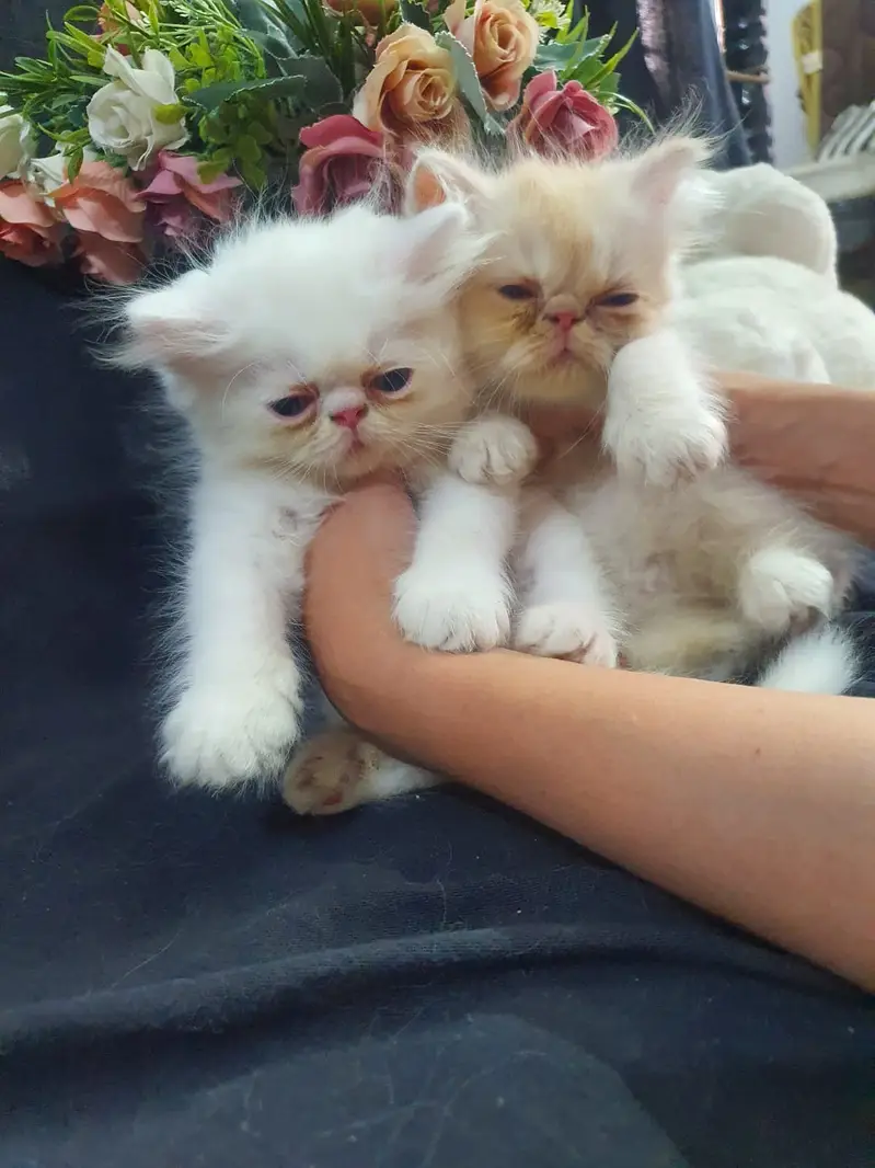 Persian punch and piki kittens for sale — photo 2