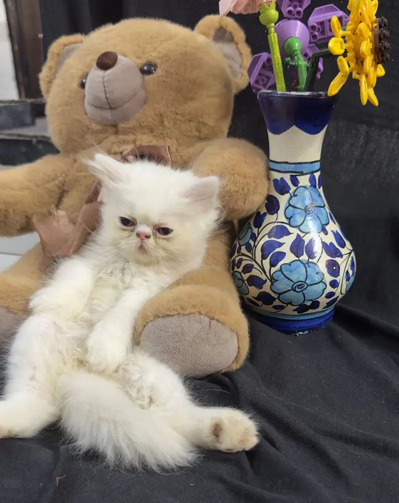 Persian punch and piki kittens for sale — photo 6