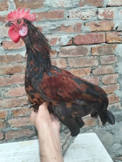 Golden Misri Mix pair