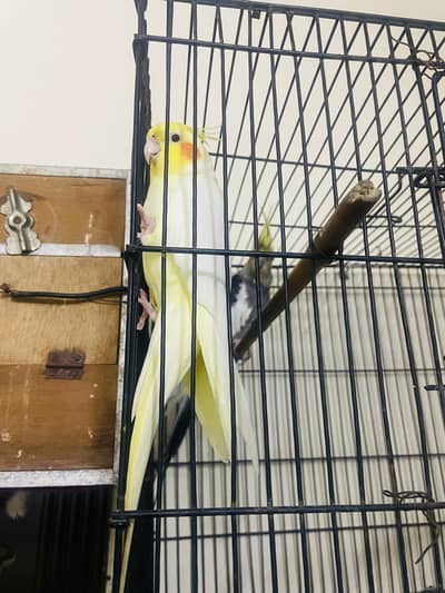 1 male 2 female best parrot having good sound with yellow Color