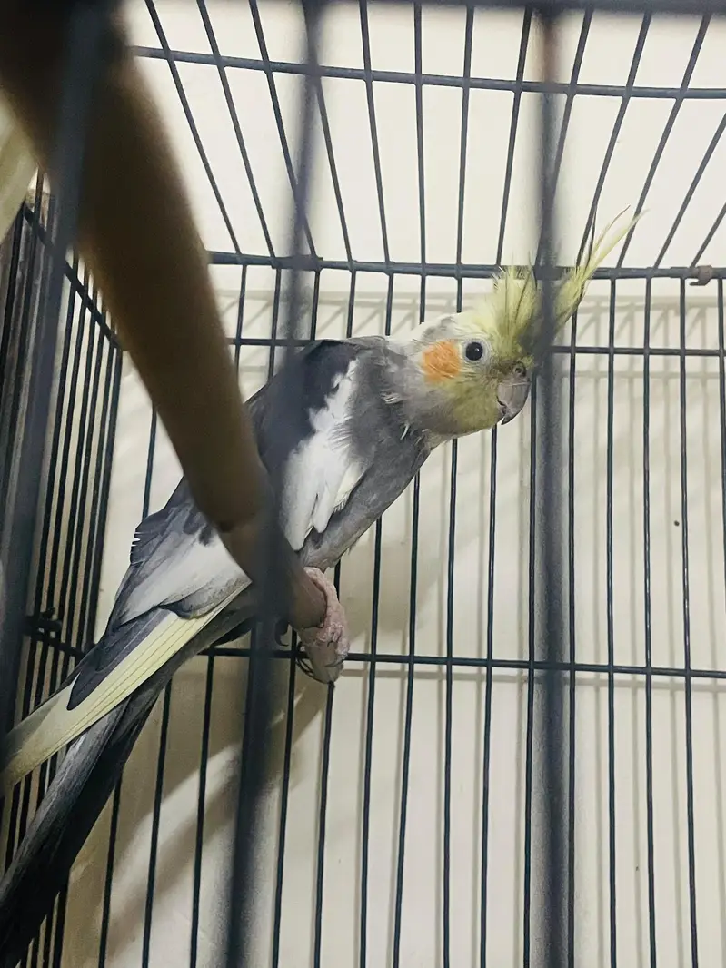 1 male 2 female best parrot having good sound with yellow Color — photo 2