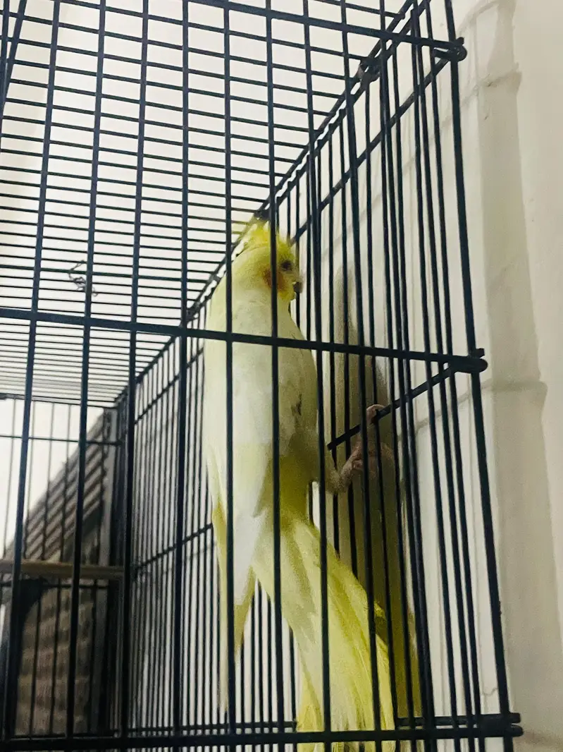 1 male 2 female best parrot having good sound with yellow Color — photo 3