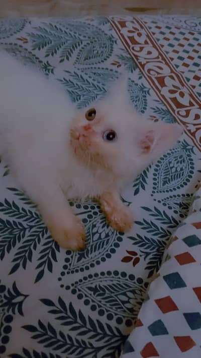 Persian kittens double coat male female available ha