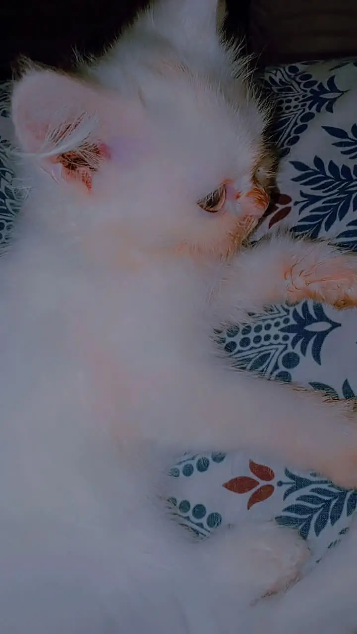Persian kittens double coat male female available ha — photo 2