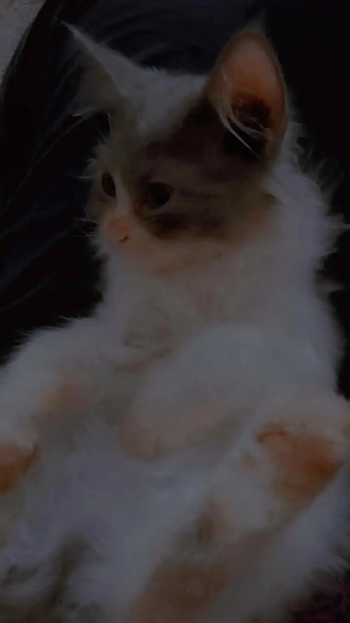 Persian kittens double coat male female available ha — photo 3