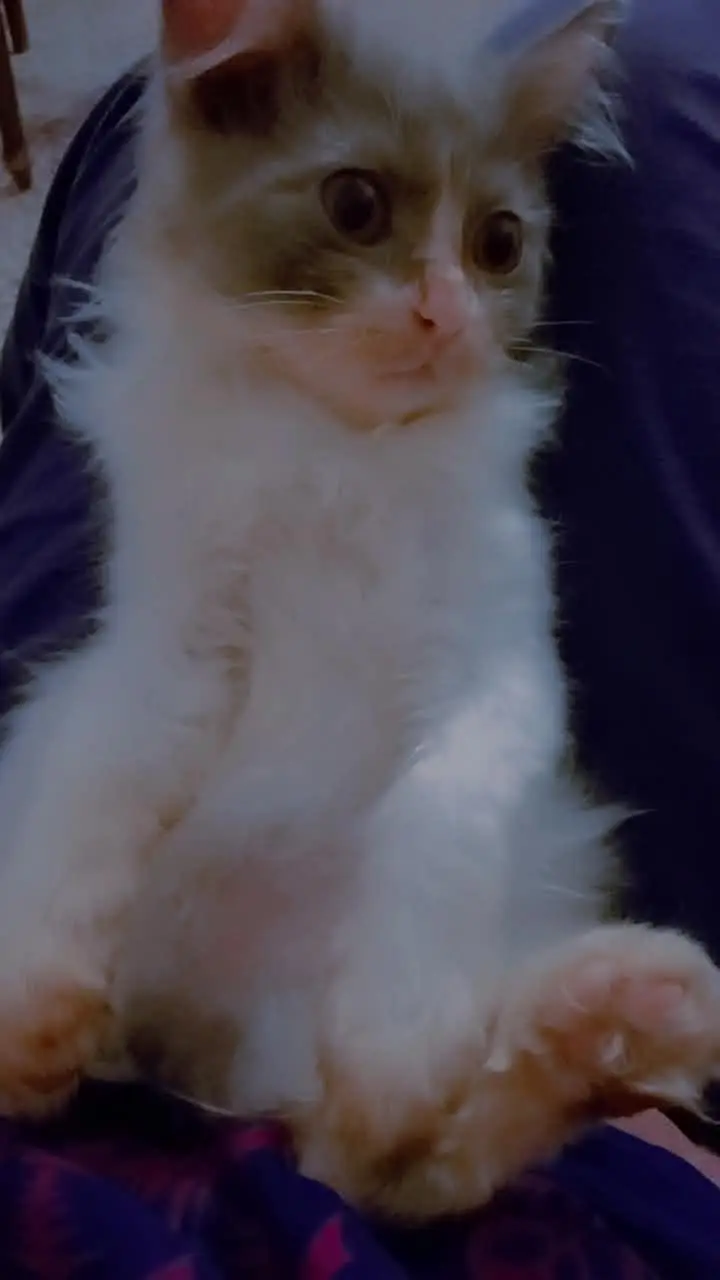 Persian kittens double coat male female available ha — photo 4
