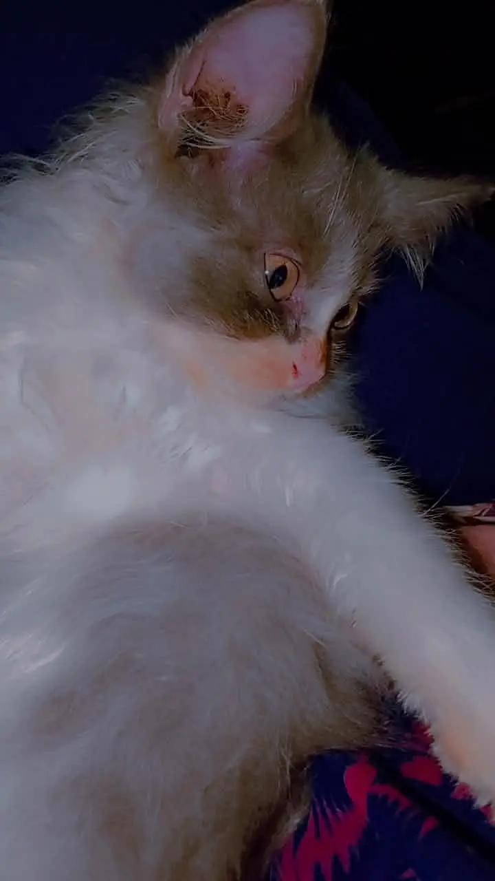 Persian kittens double coat male female available ha — photo 6