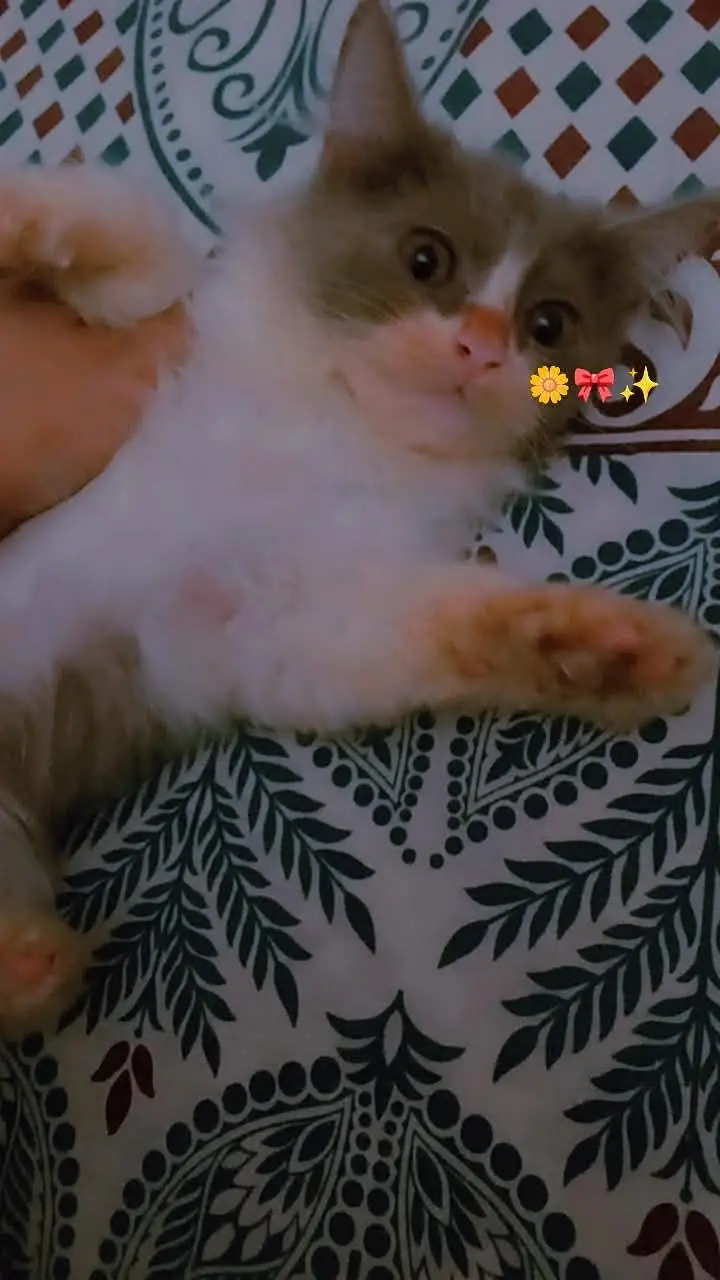 Persian kittens double coat male female available ha — photo 7