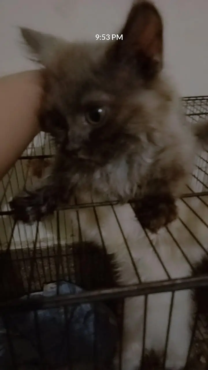 Persian kittens double coat male female available ha — photo 8
