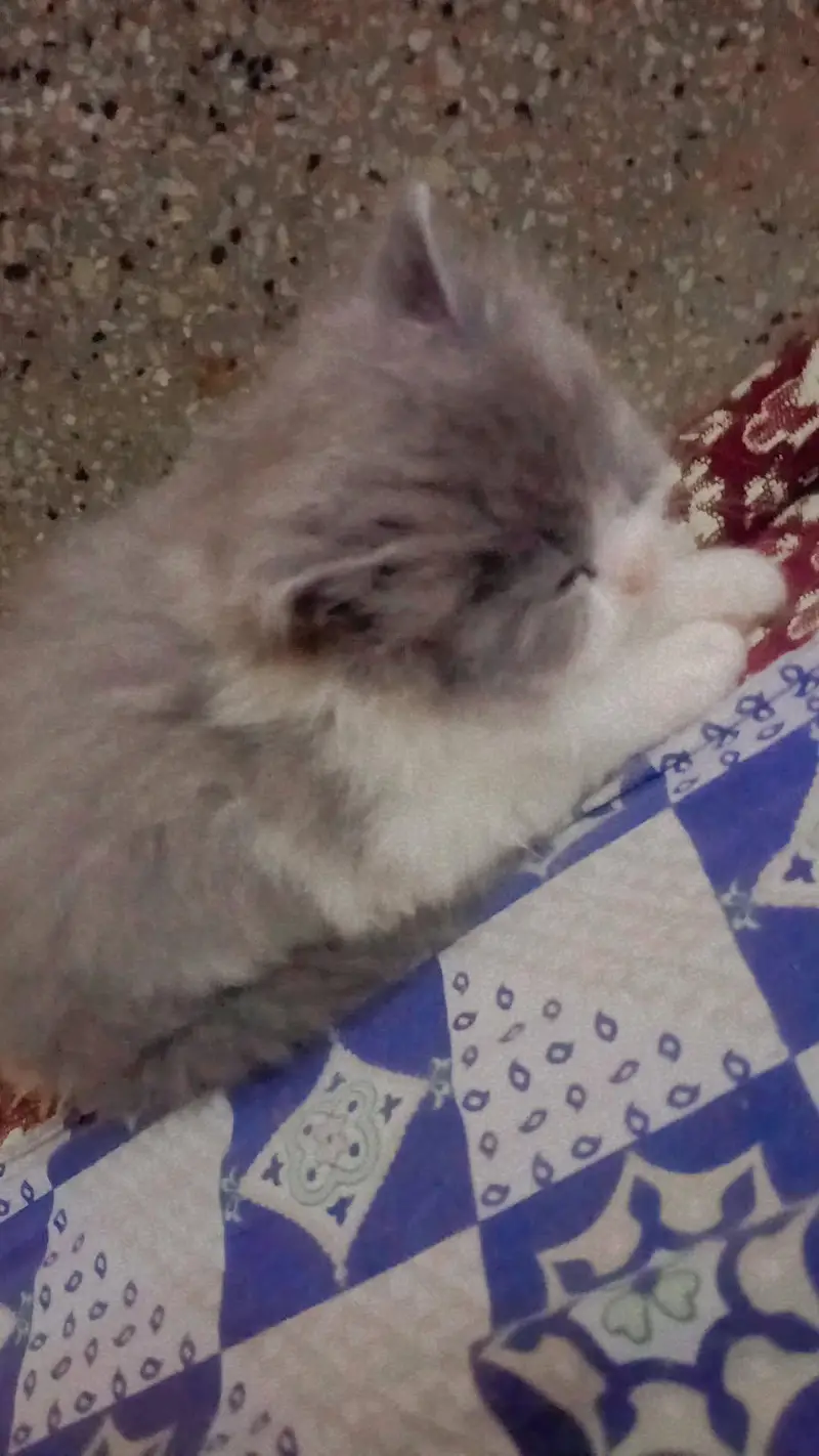 Persian kittens double coat male female available ha — photo 9