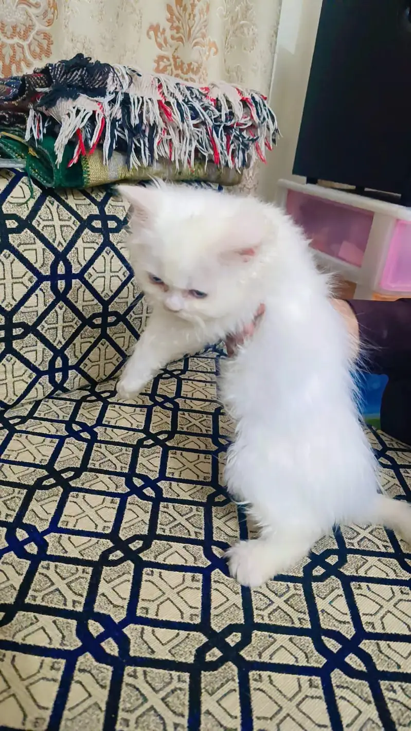 Persian kittens double coat male female available ha — photo 10