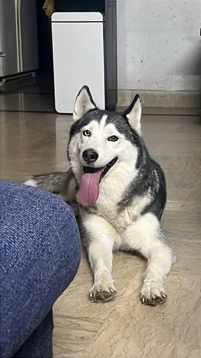 Female Husky for Sale