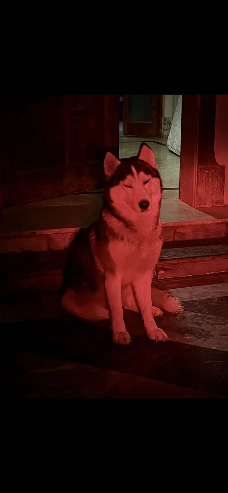 Female Husky for Sale — photo 2