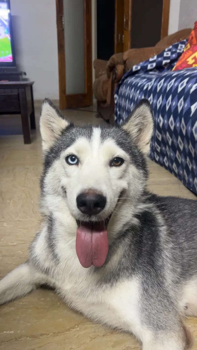 Female Husky for Sale — photo 3