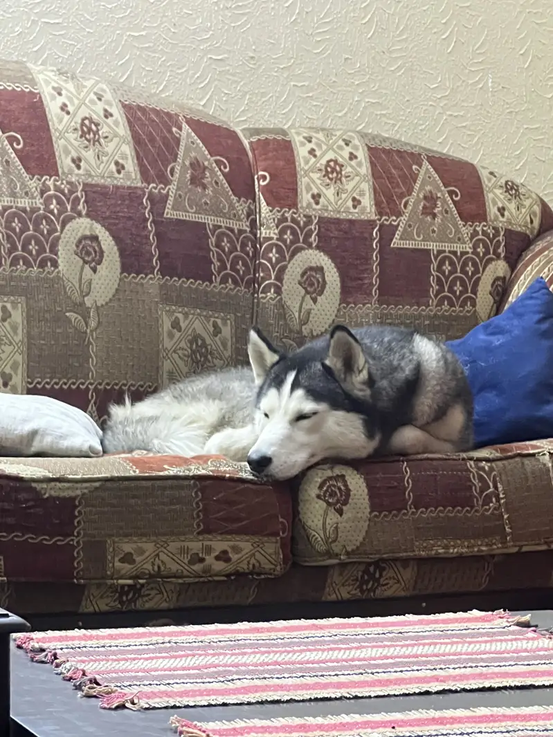 Female Husky for Sale — photo 4