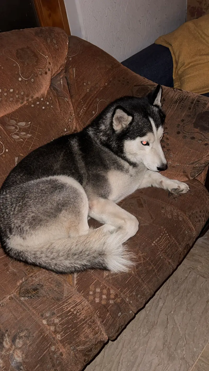 Female Husky for Sale — photo 5