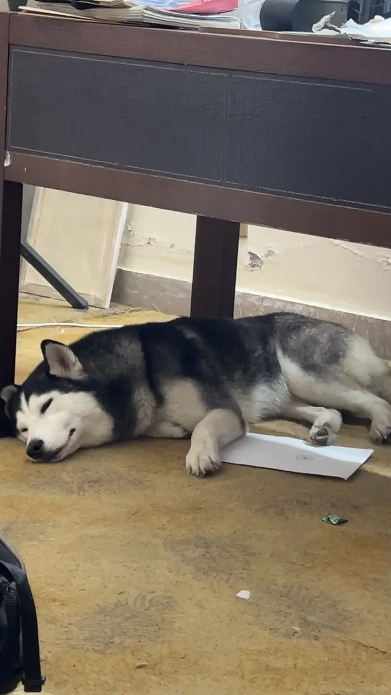 Female Husky for Sale — photo 6
