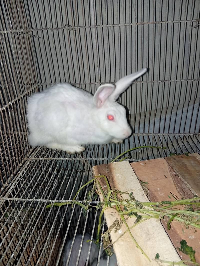 rabbit  0