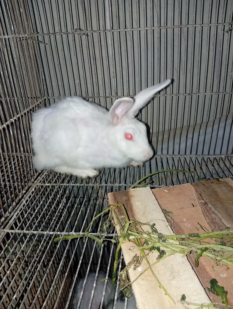 rabbit 