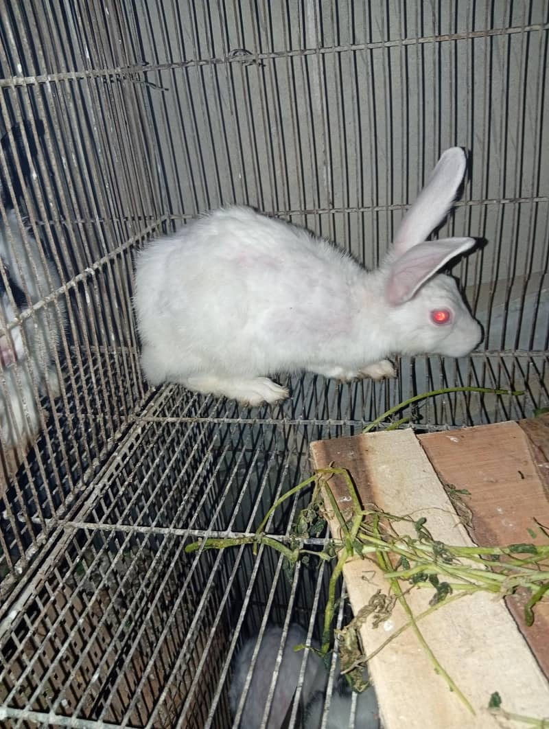 rabbit  1