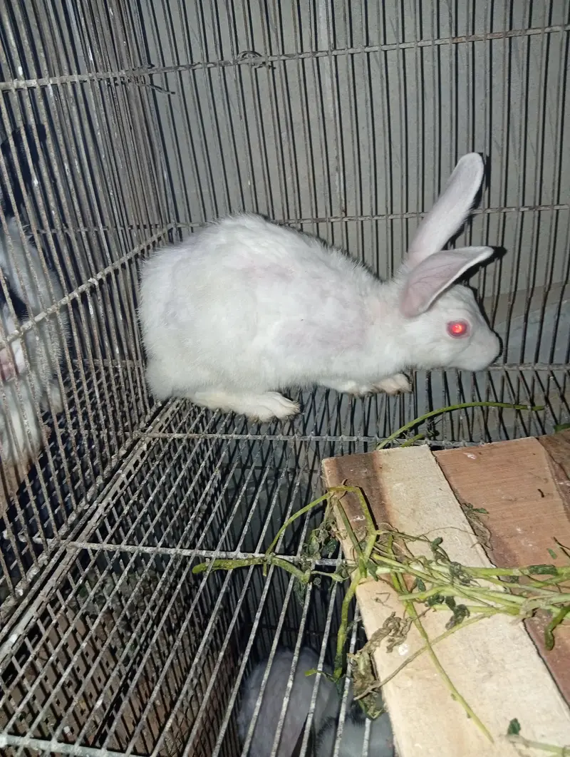 rabbit  — photo 2