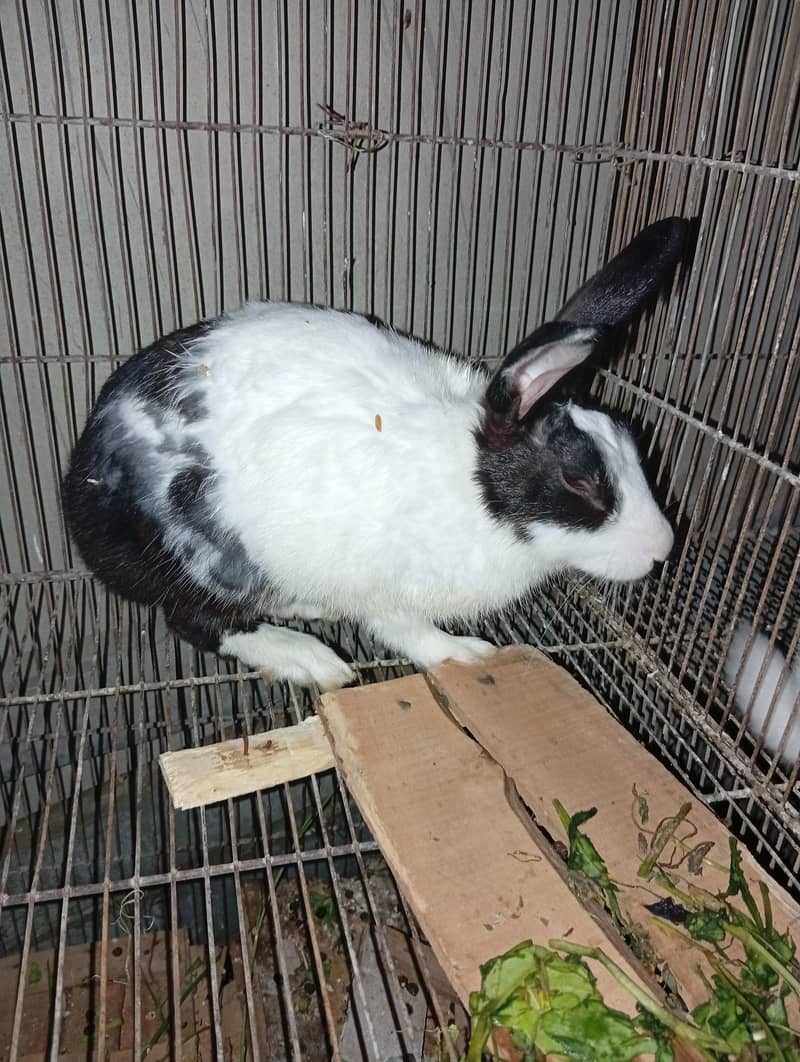rabbit  2