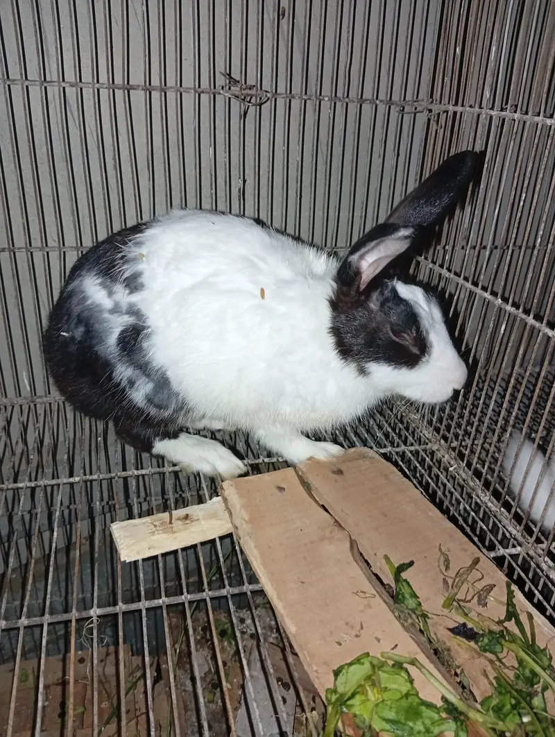 rabbit  — photo 3