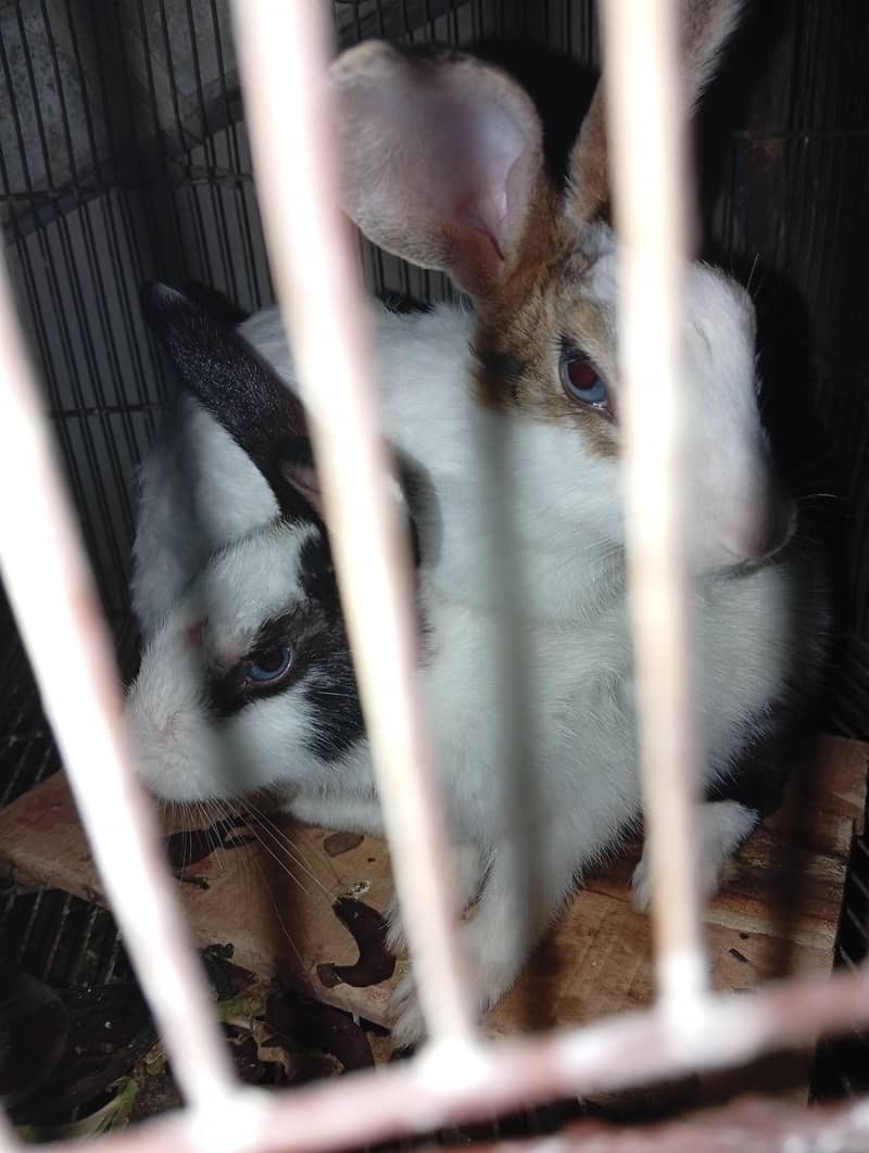 rabbit  3