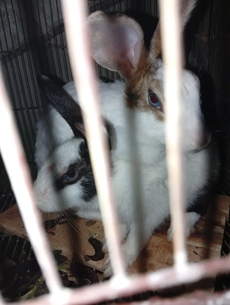 rabbit  — photo 4