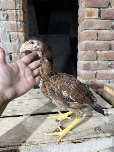 Aseel Chicks For sale