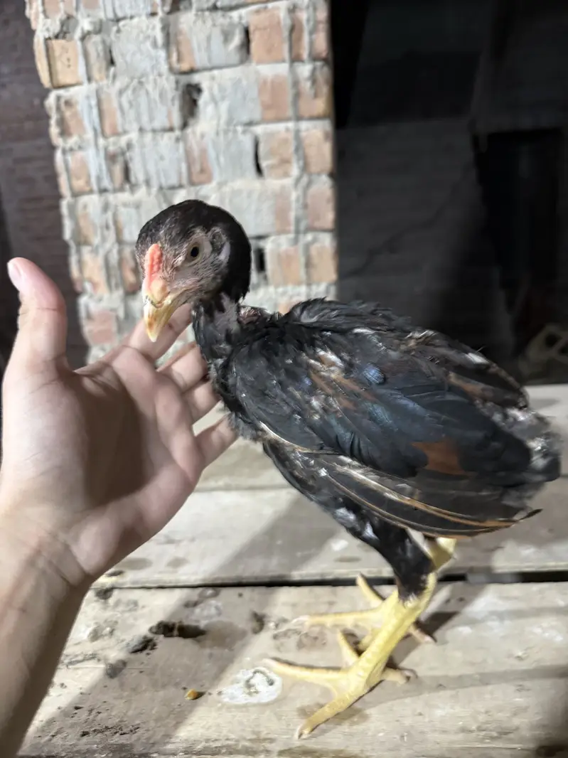 Aseel Chicks For sale — photo 2