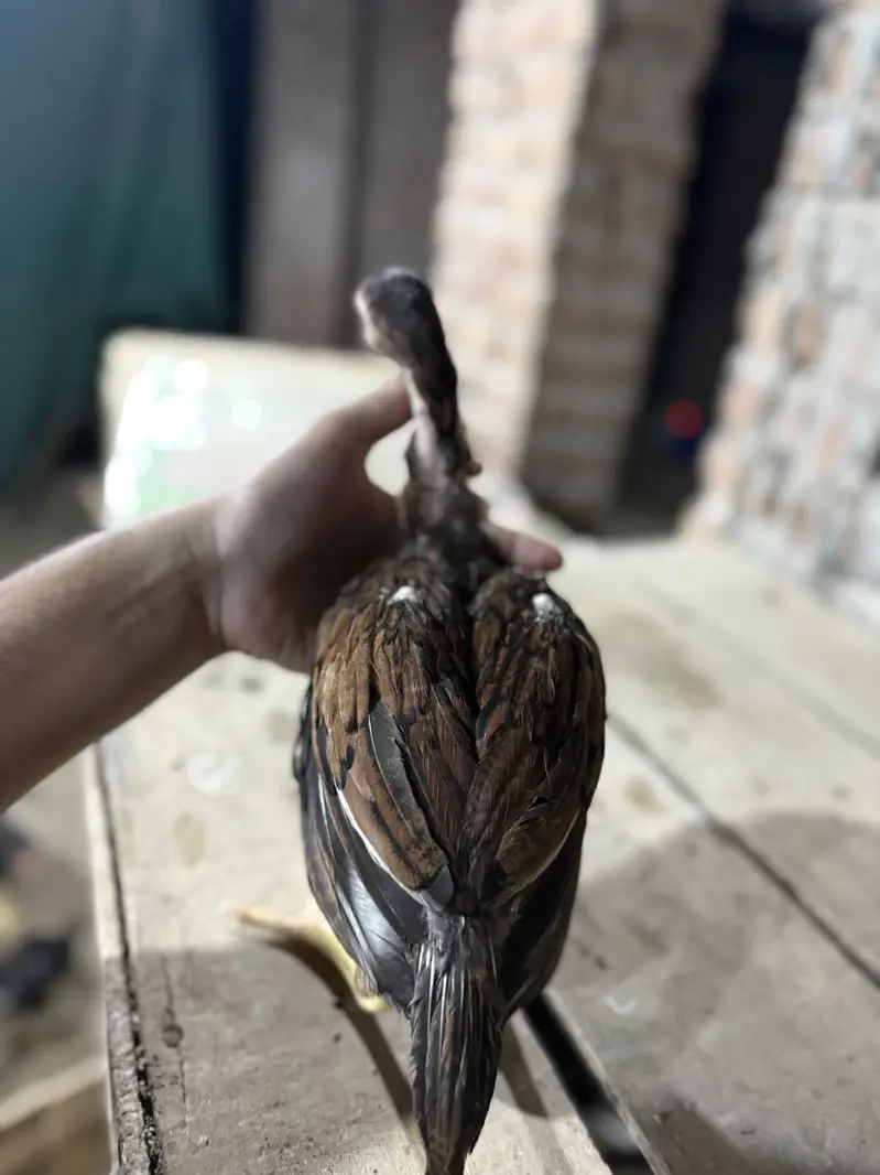 Aseel Chicks For sale — photo 3