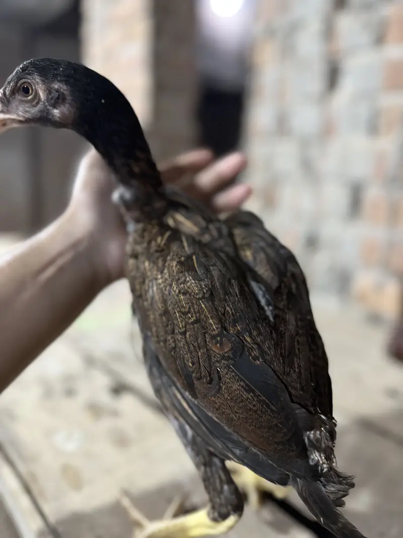 Aseel Chicks For sale — photo 4