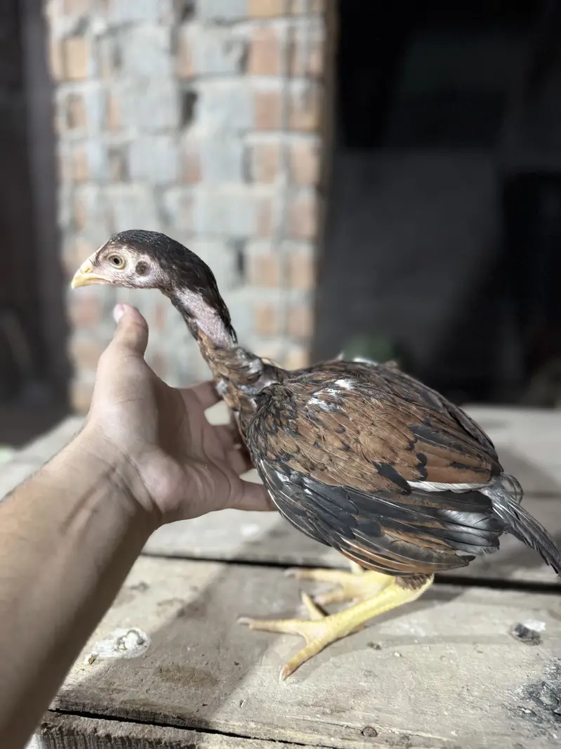 Aseel Chicks For sale — photo 5