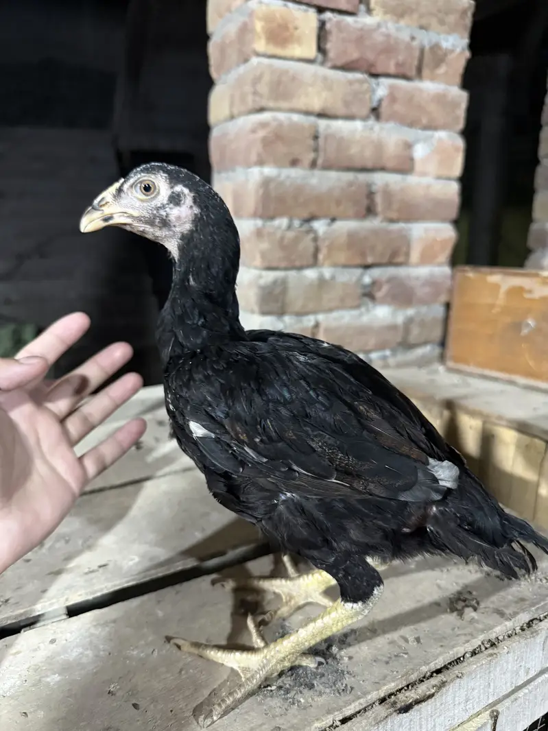 Aseel Chicks For sale — photo 6