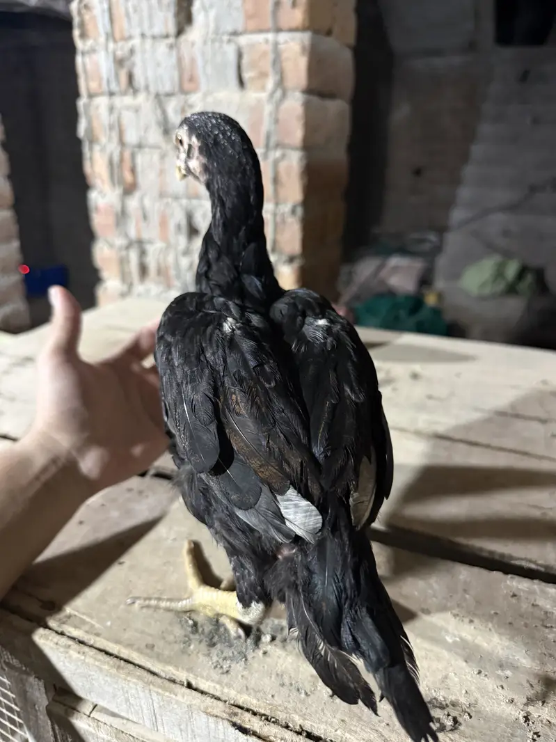 Aseel Chicks For sale — photo 7