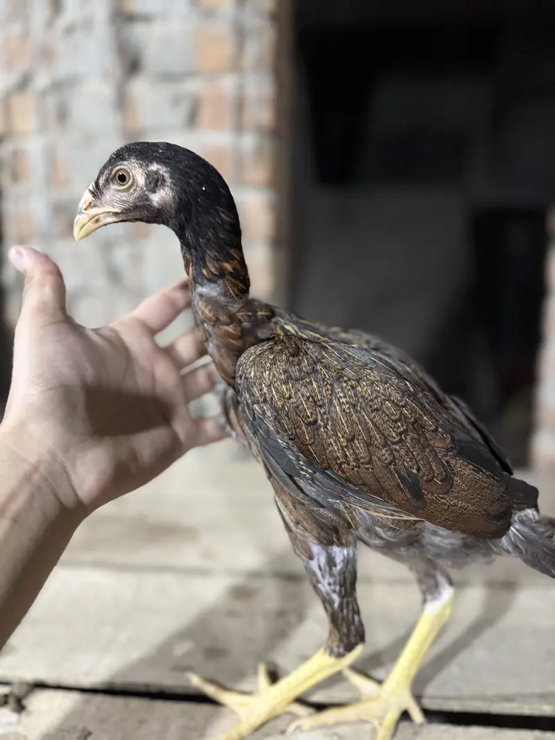 Aseel Chicks For sale — photo 8