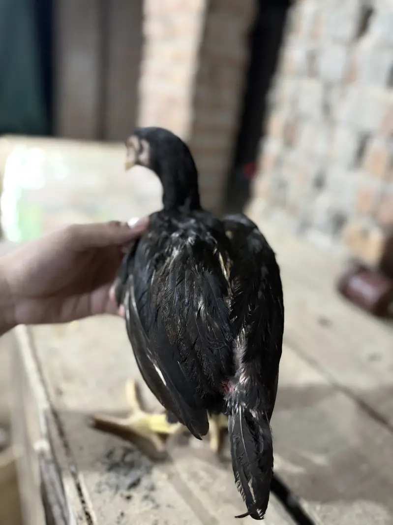 Aseel Chicks For sale — photo 9