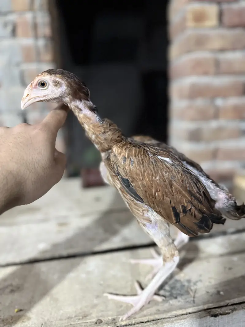 Aseel Chicks For sale — photo 10